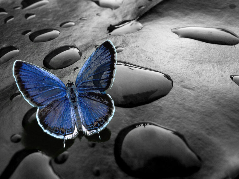 Blue butterfly on wet surface