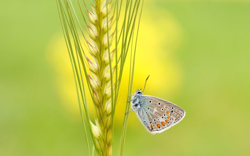 Blue Butterfly on Wheat — Green