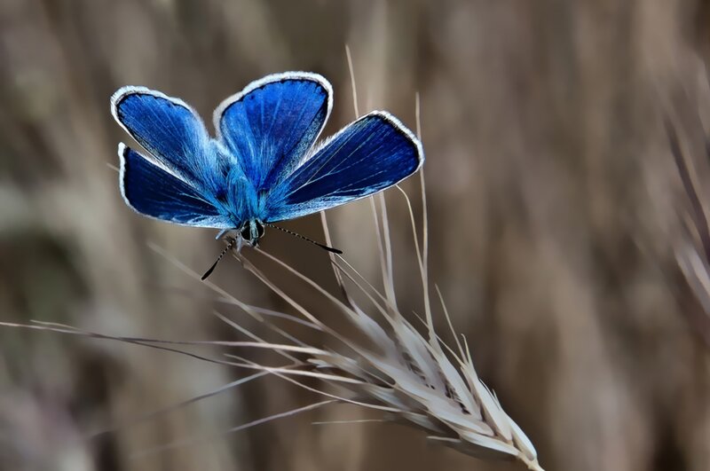 Blue Butterfly on Wheat