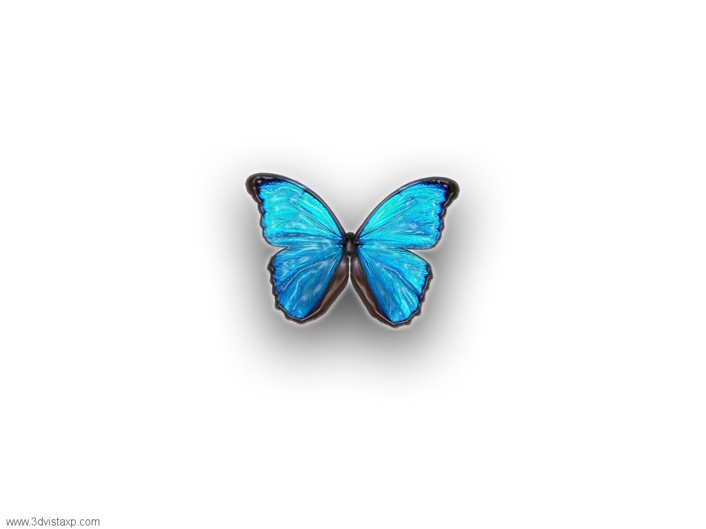 Blue butterfly on white background