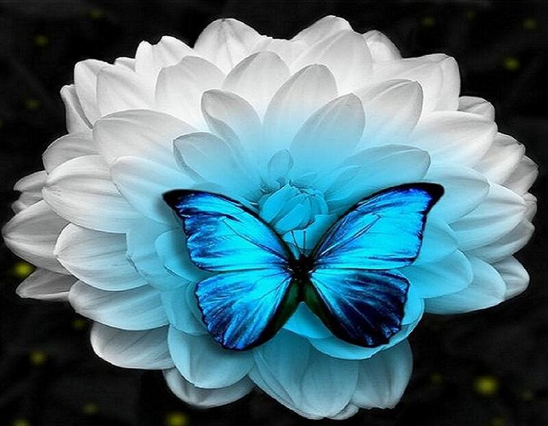 Blue butterfly on white flower
