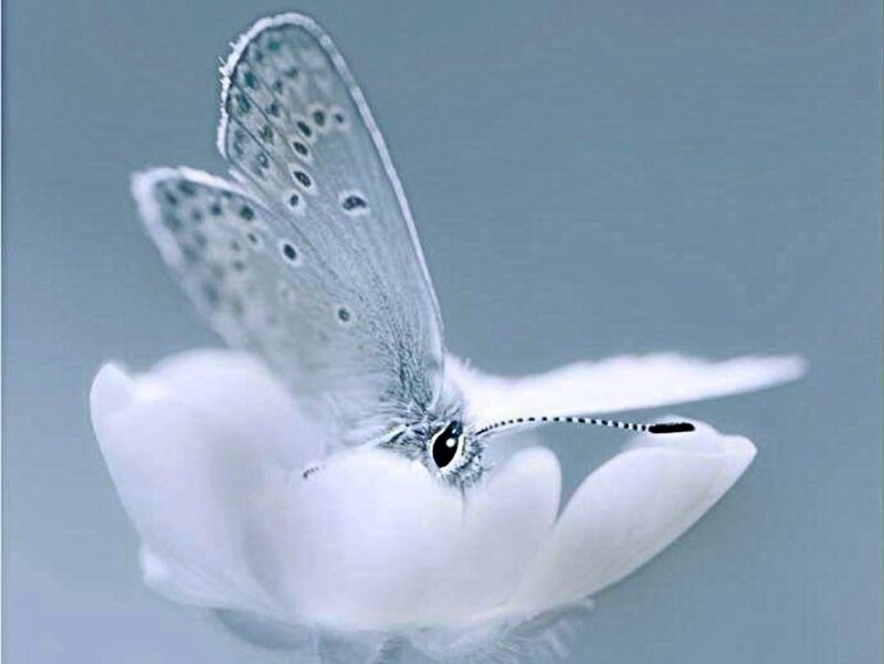 Blue Butterfly on White Flower — Serene, Photograph