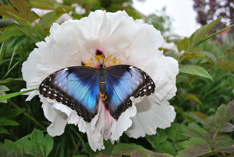 Blue Butterfly on White Flower — Serene
