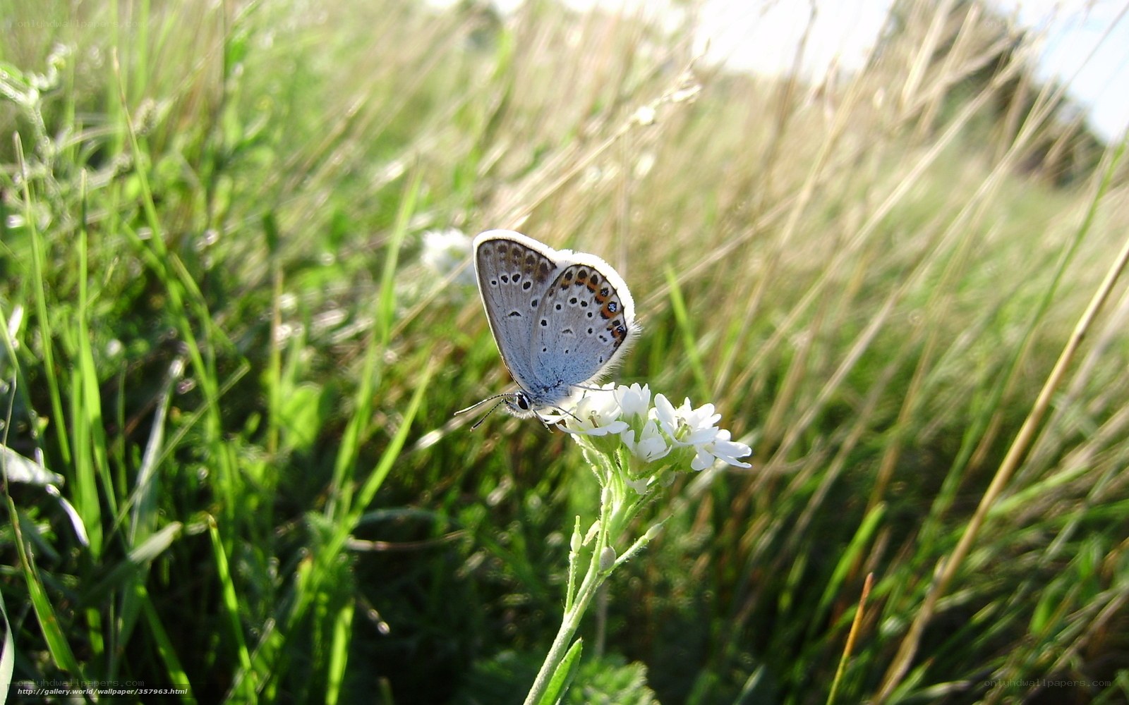 Blue butterfly on white flower