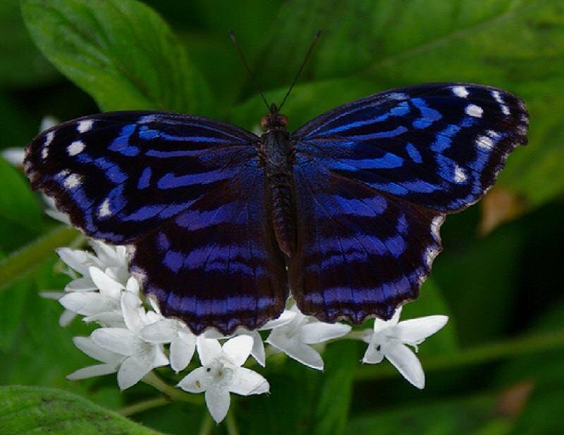 blue butterfly on white flowers