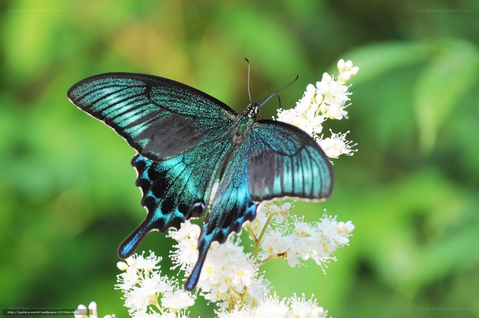 blue butterfly on white flowers