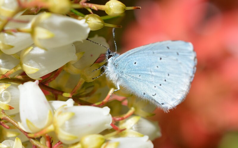 Blue Butterfly on White Flowers — Serene