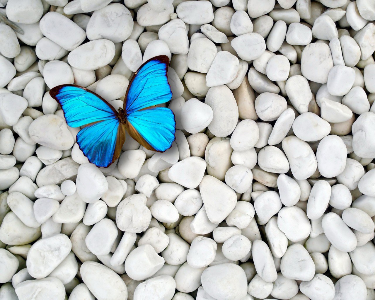 Blue butterfly on white pebbles