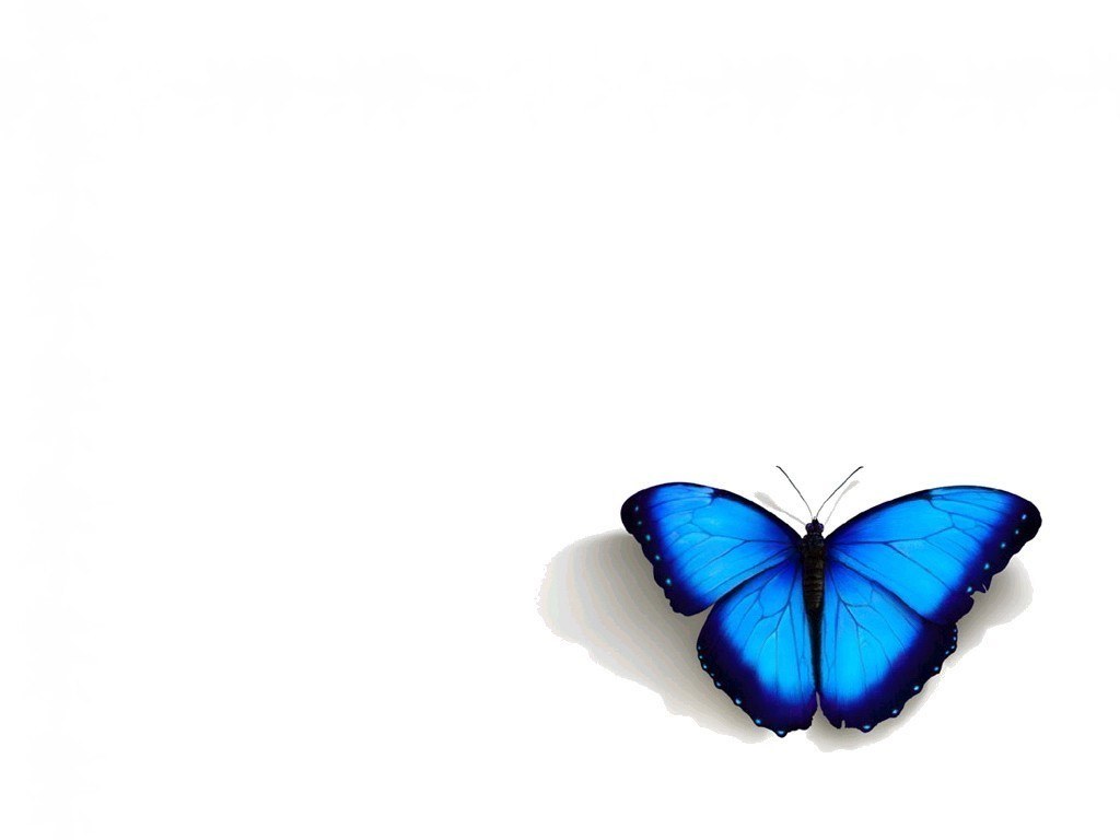 blue butterfly on white