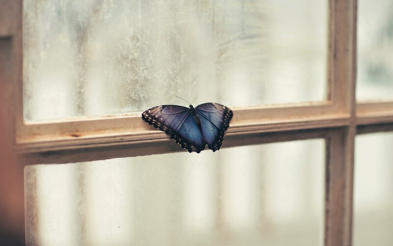 Blue Butterfly on Window