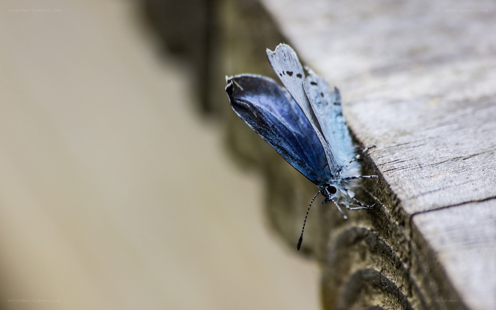 blue butterfly on wood