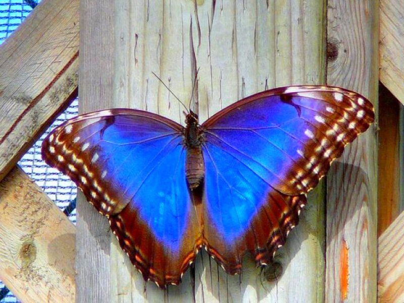 blue butterfly on wood