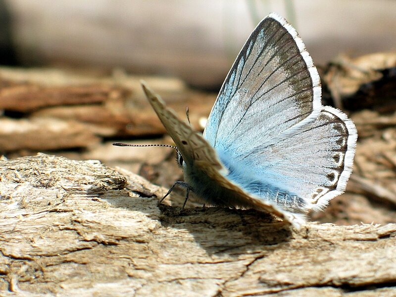 Blue Butterfly on Wood — Calm, Afternoon