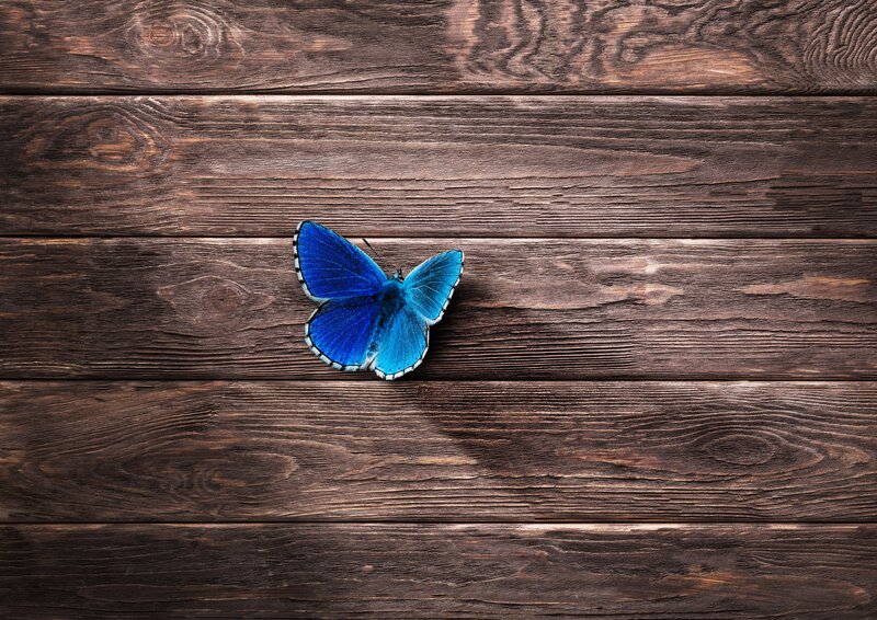 Blue Butterfly on Wood — Calm, Photograph