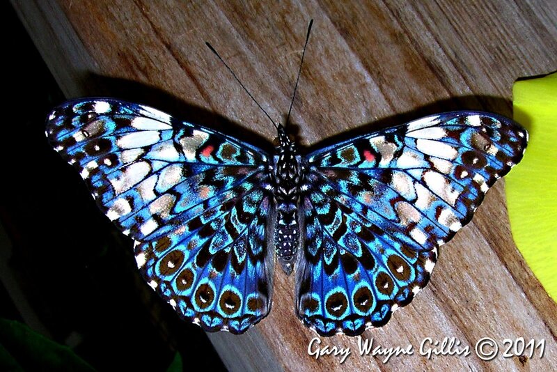 Blue Butterfly on Wood — Calm