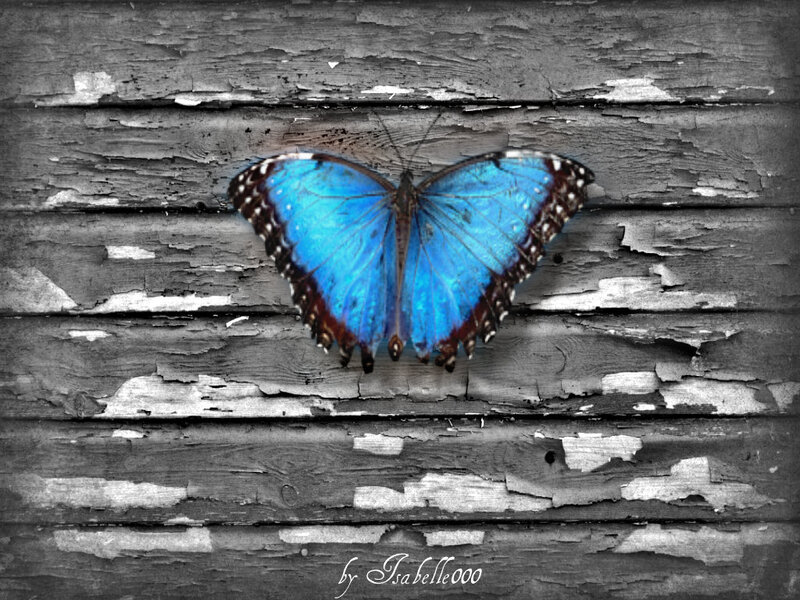 Blue Butterfly on Wood — Dramatic, Photograph