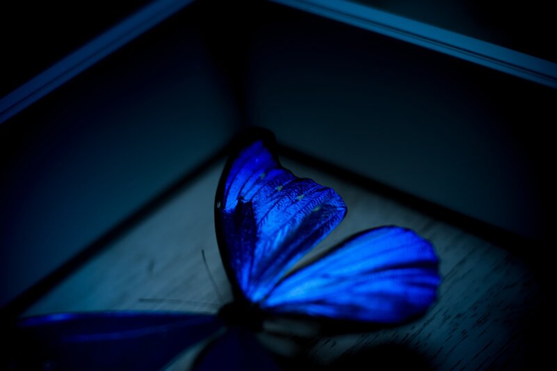 Blue Butterfly on Wood — Dramatic