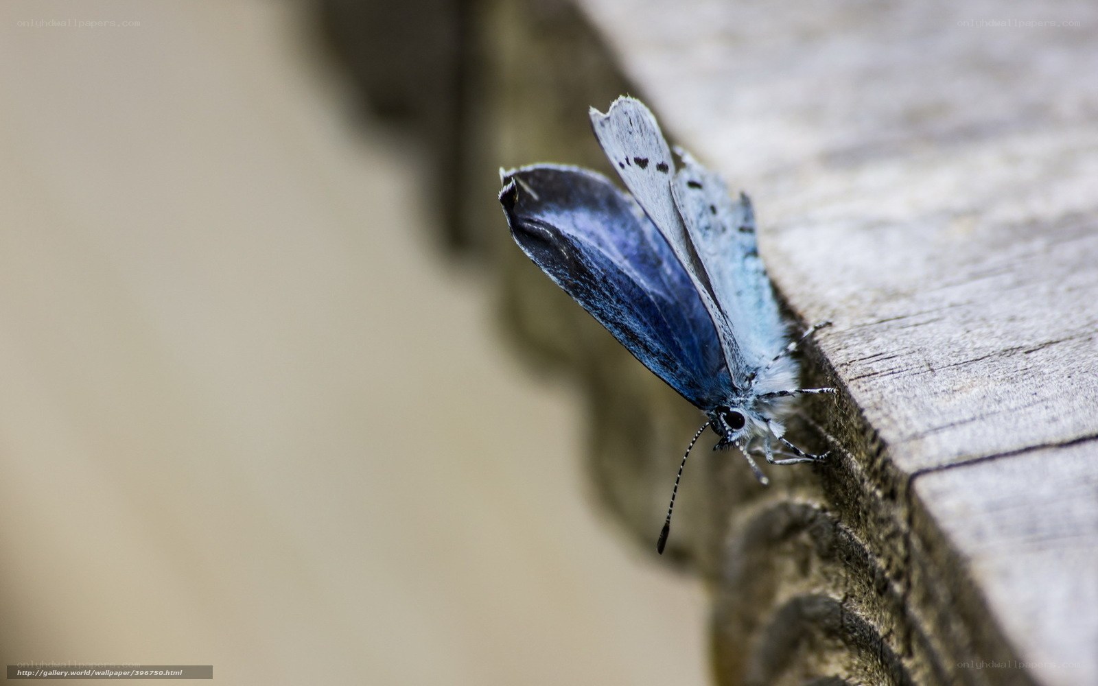blue butterfly on wood