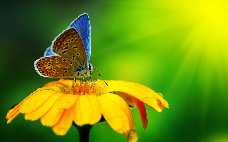 Blue butterfly on yellow flower
