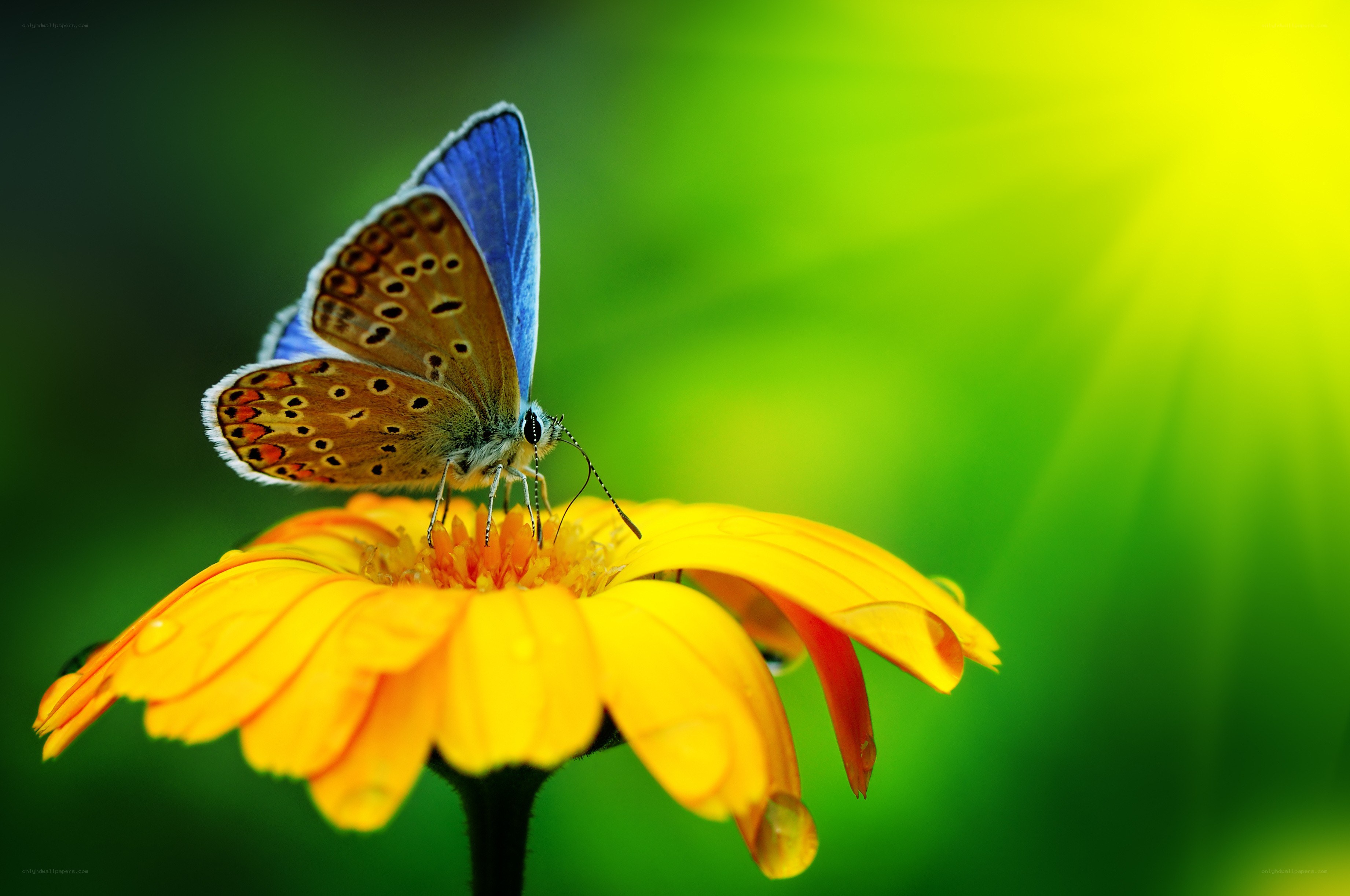 Blue butterfly on yellow flower