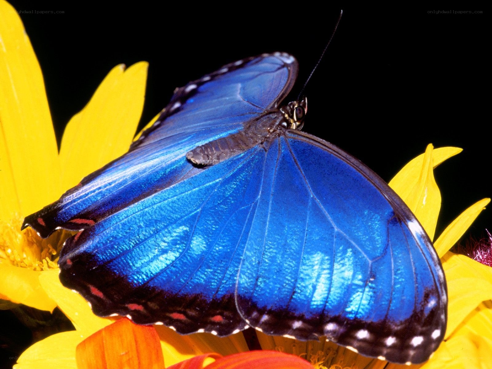 blue butterfly on yellow flower