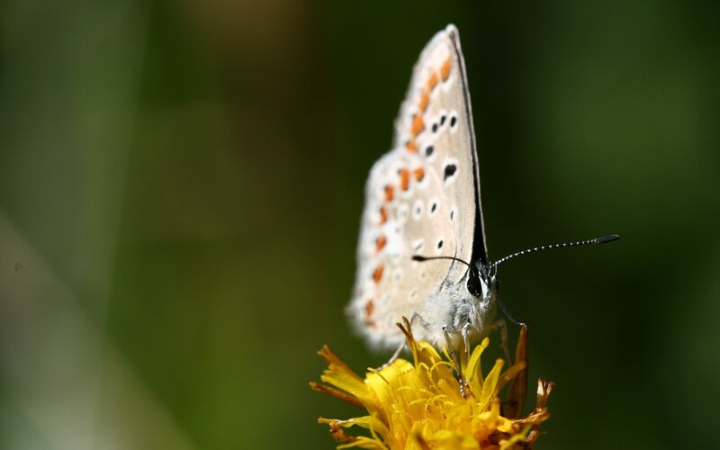 blue butterfly on yellow flower