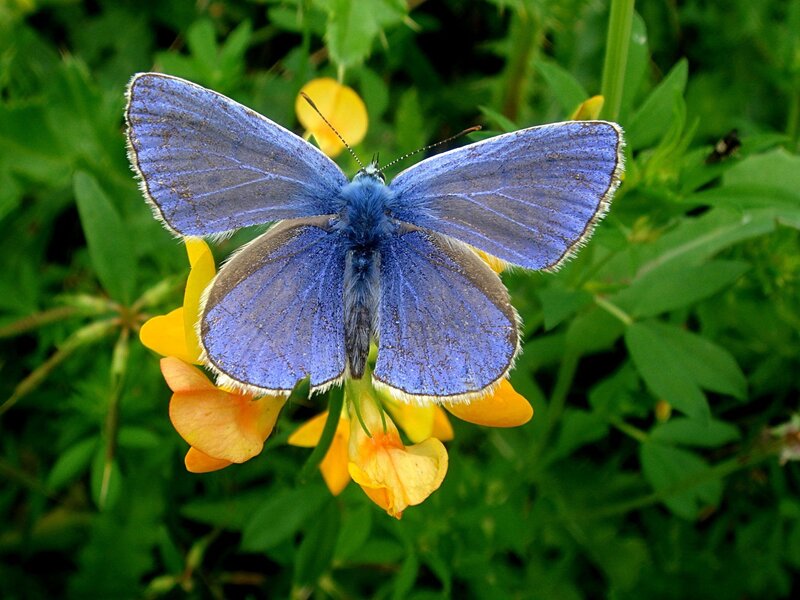 blue butterfly on yellow flower