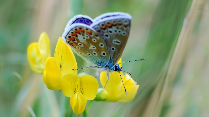 Blue Butterfly on Yellow Flower — Calm, Summer
