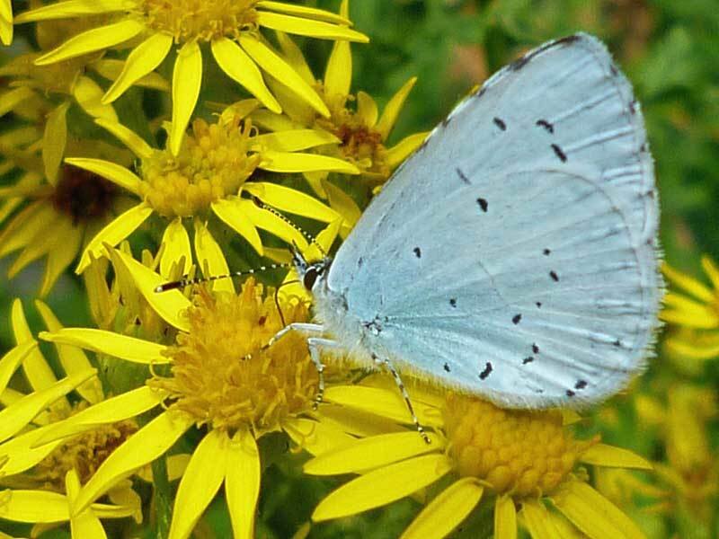 Blue Butterfly on Yellow Flower — Calm