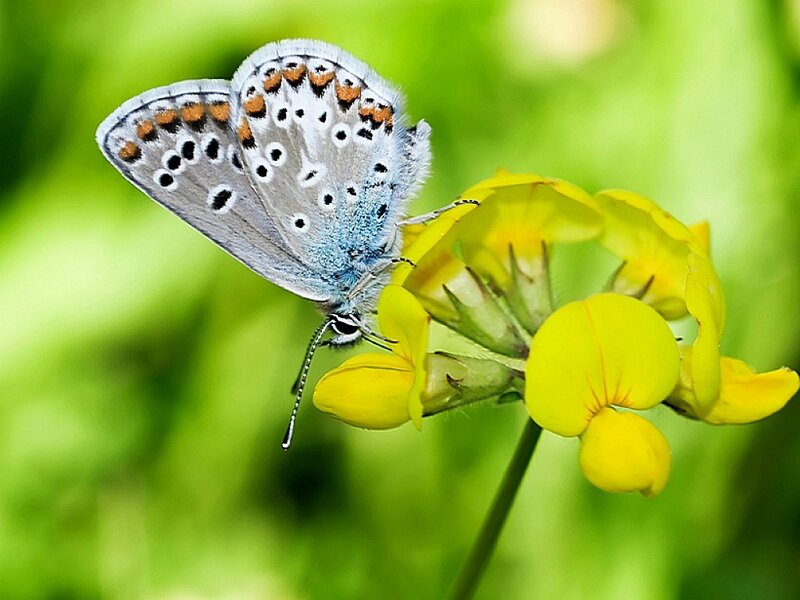 Blue Butterfly on Yellow Flower — Serene, Afternoon, Photograph