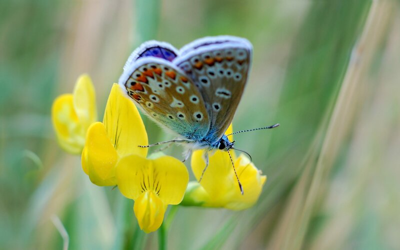 Blue Butterfly on Yellow Flower — Serene