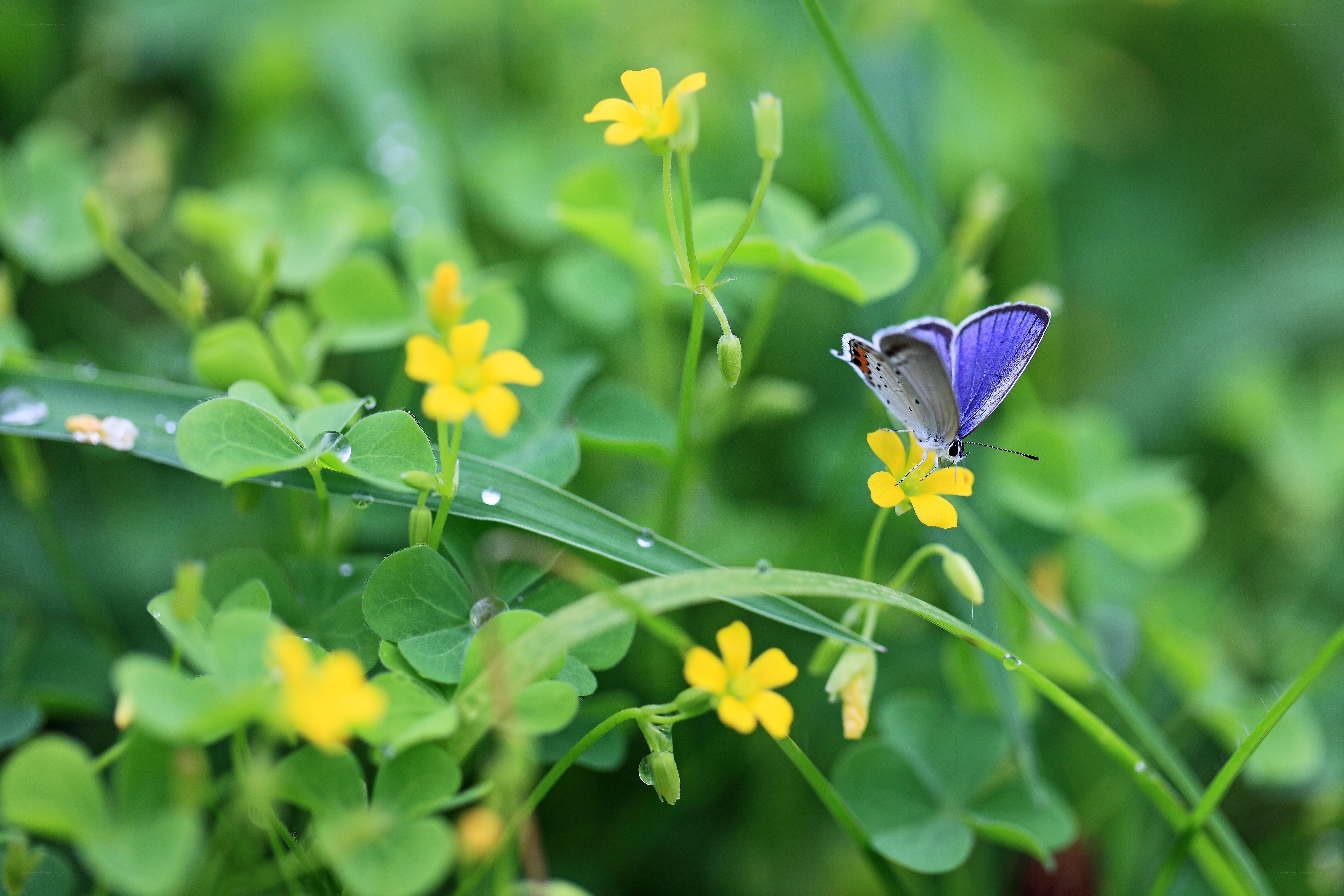 Blue butterfly on yellow flower