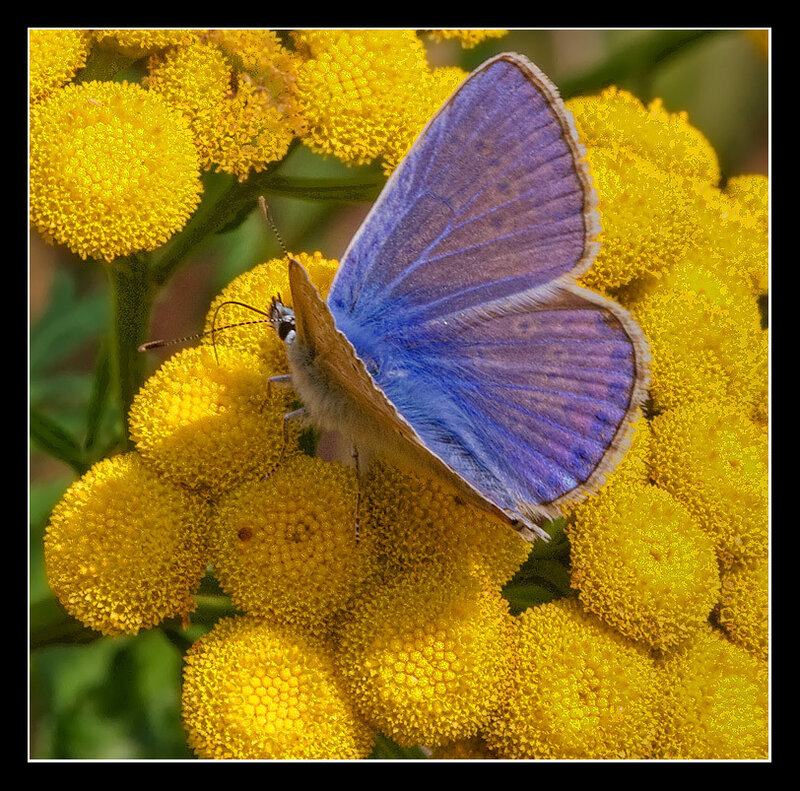 Blue Butterfly on Yellow Flowers — Calm