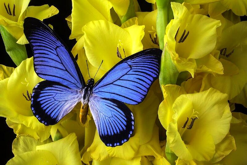 Blue Butterfly on Yellow Flowers — Vibrant