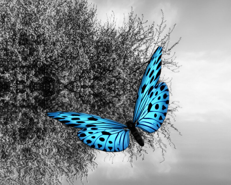 Blue Butterfly over Water