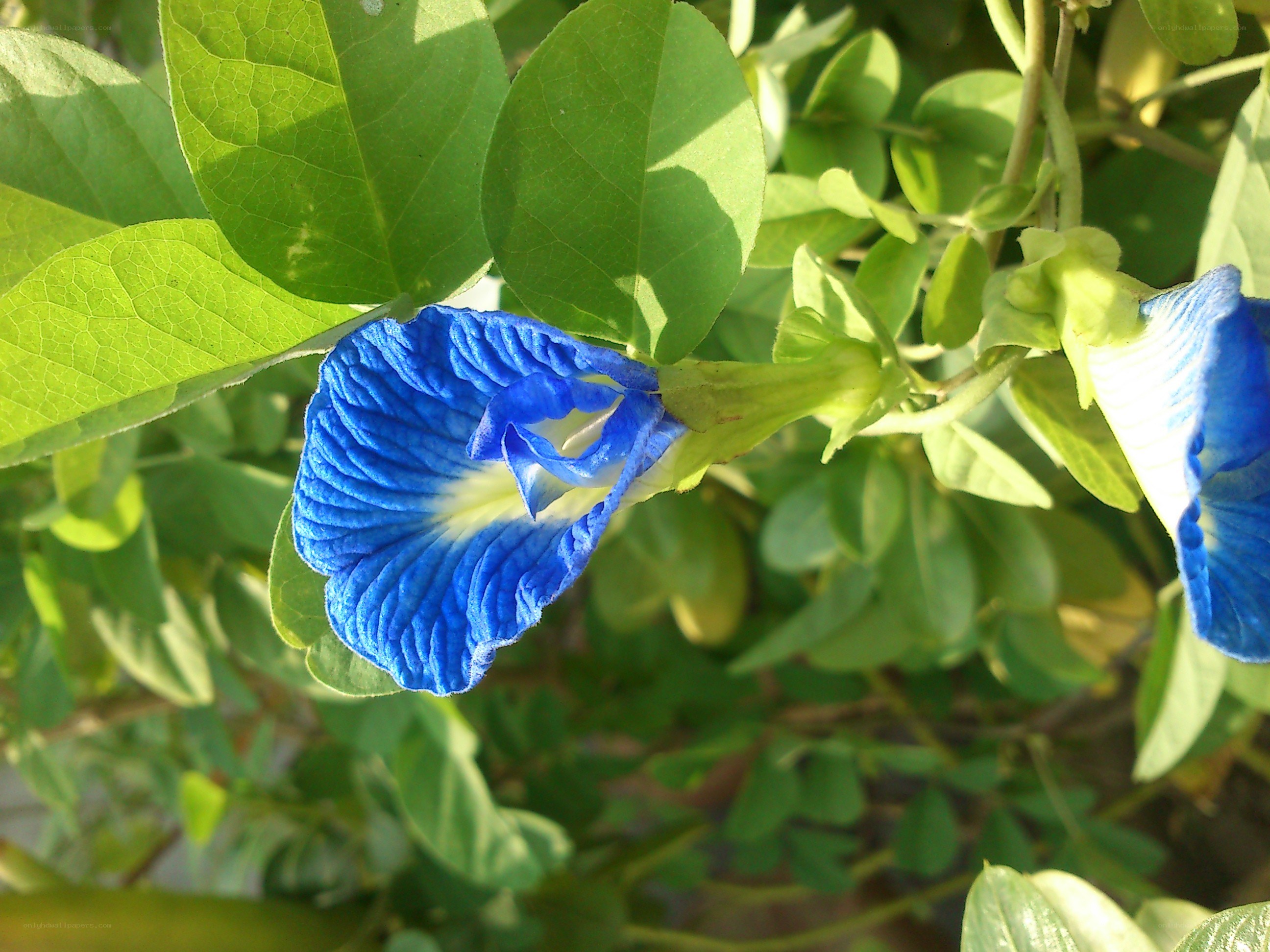 blue butterfly pea flower