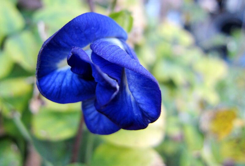 Blue Butterfly Pea Flower — Calm, Afternoon
