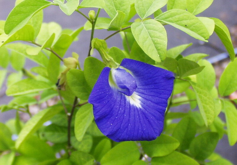 Blue Butterfly Pea Flower — Calm