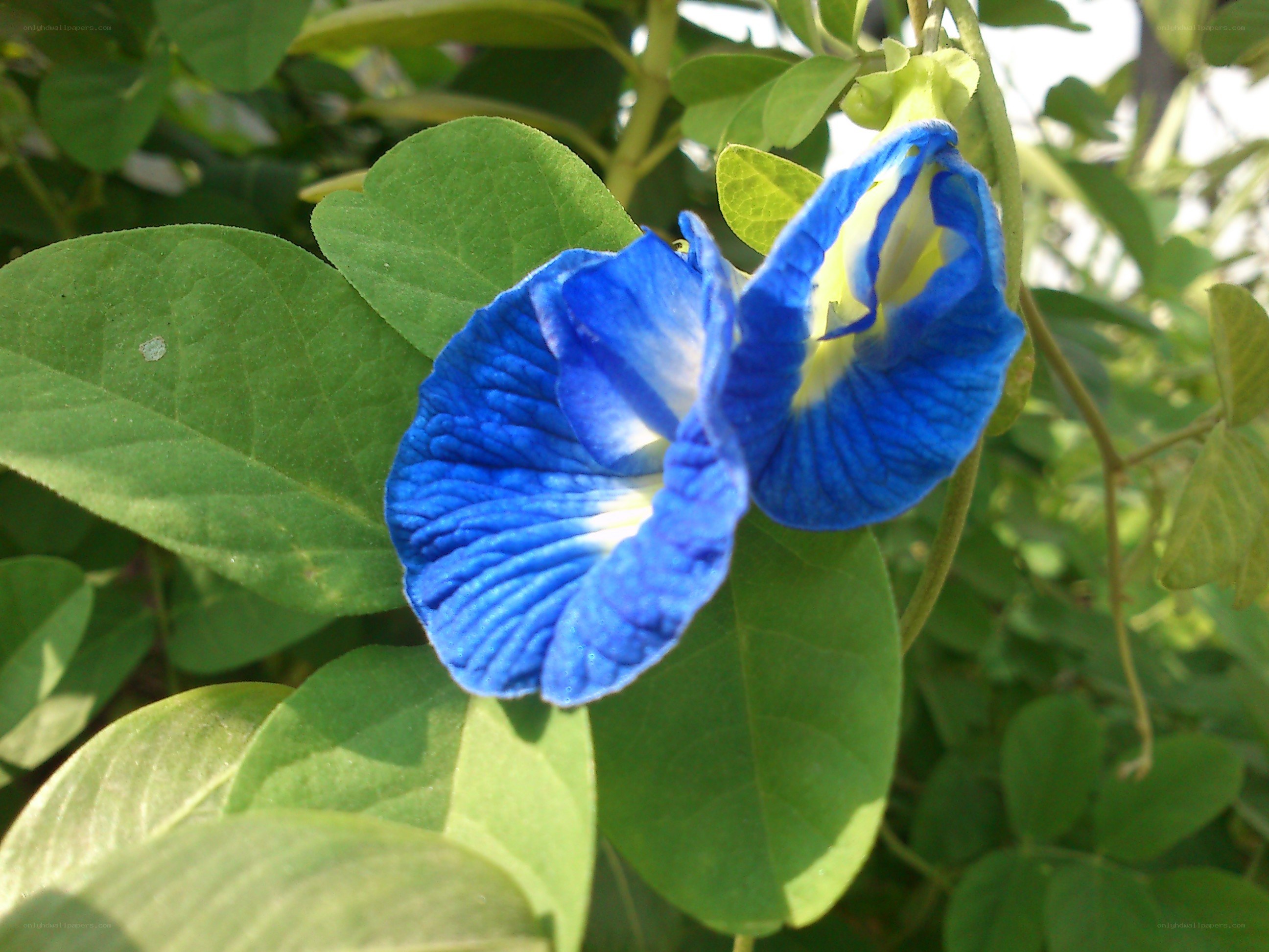 blue butterfly pea flower