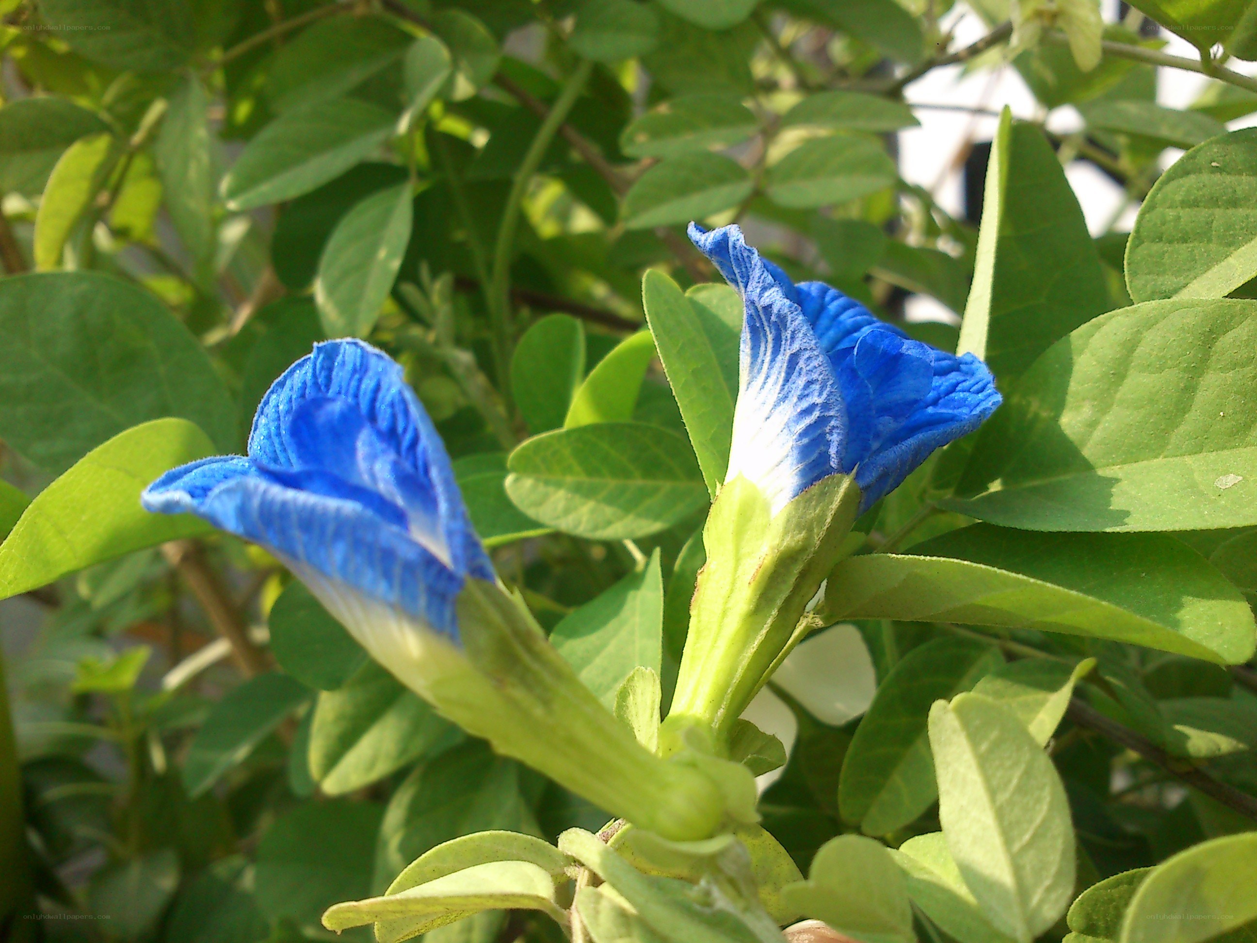 blue butterfly pea flowers