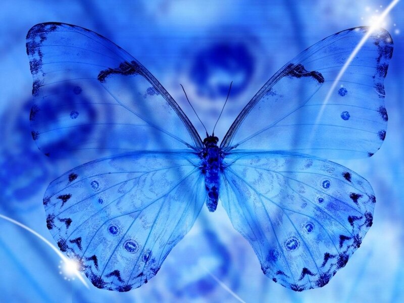 Blue Butterfly — Serene, Digital Art, Wings