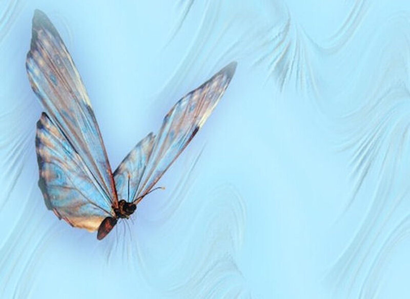 Blue Butterfly — Serene, Photograph