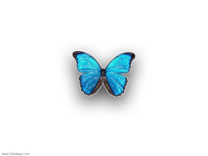 Blue Butterfly — Serene, Photograph, White Background