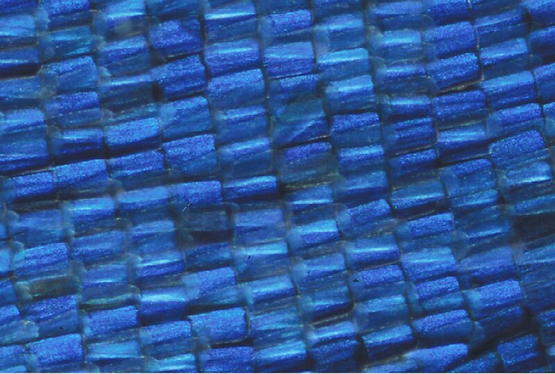 Blue Butterfly Wing — Textured