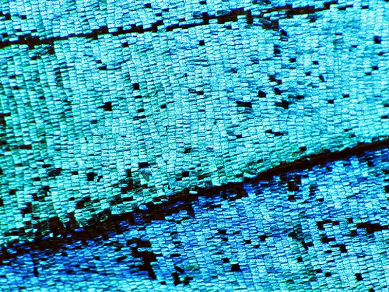 Blue Butterfly Wing