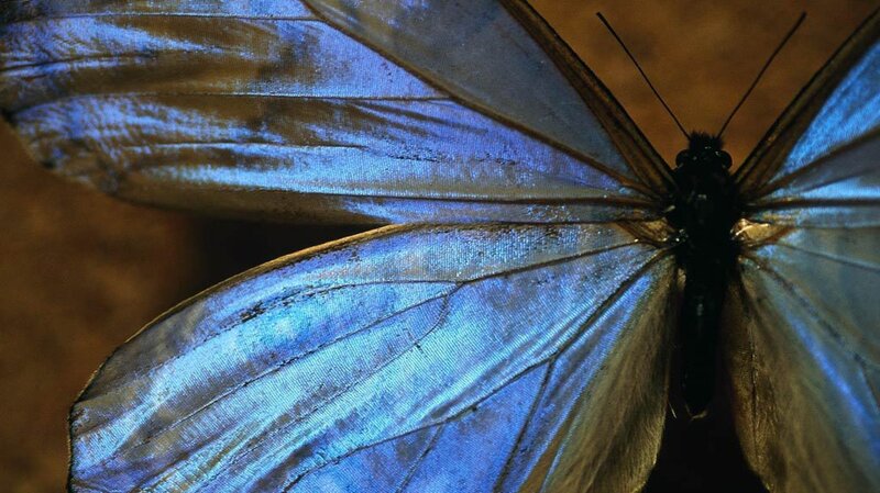 Blue Butterfly Wings — Calm