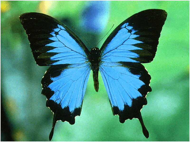 Blue Butterfly with Black Wings — Calm