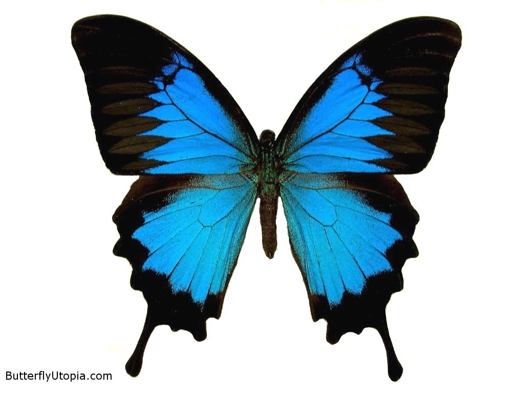 blue butterfly with black wings