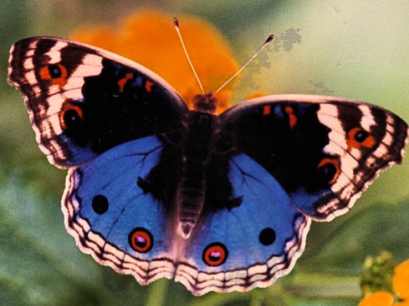 blue butterfly with eye spots