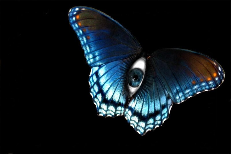 Blue Butterfly with Eye